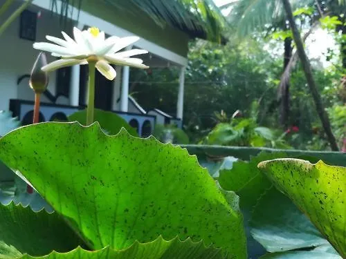 Smw Lodge Sigiriya Hotel
